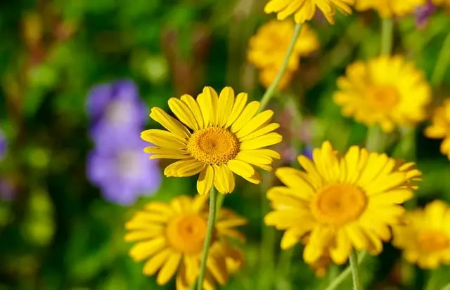 Guide d'achat sur les herbes médicinales populaires